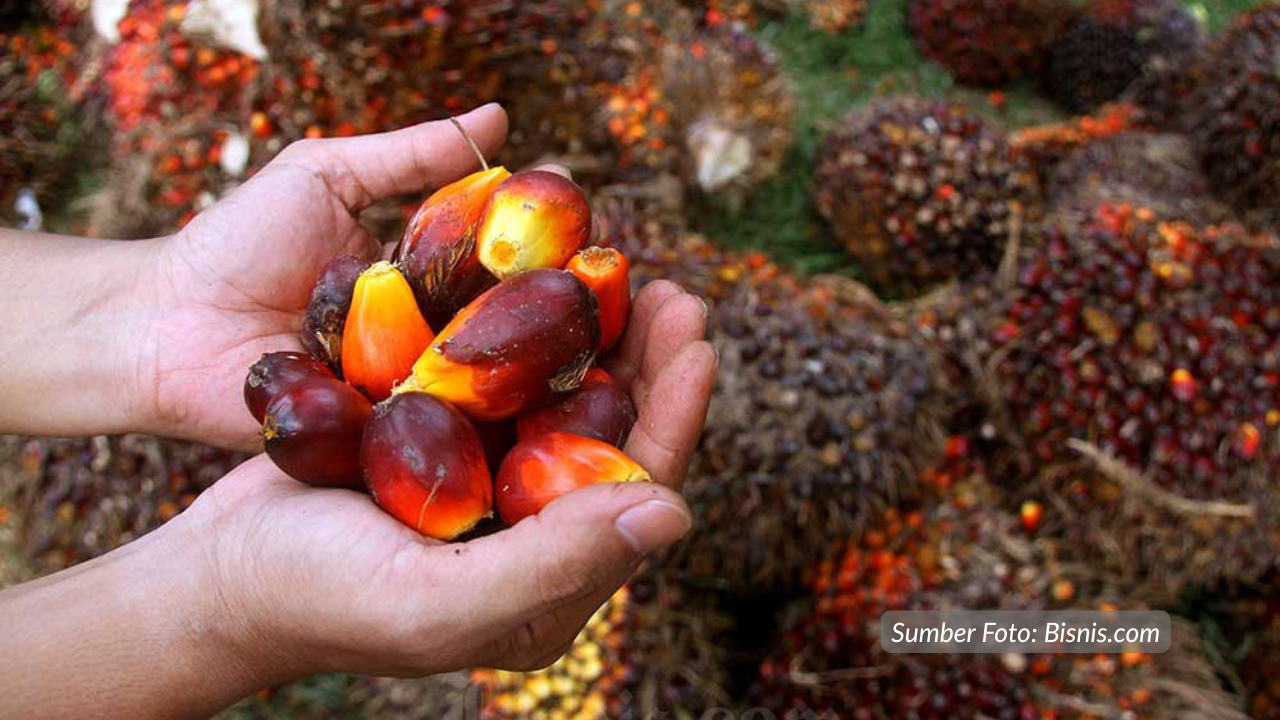 Kemenkop Dorong Hilirisasi Sawit Rakyat, Petani Bisa Raup Keuntungan Lebih Besar